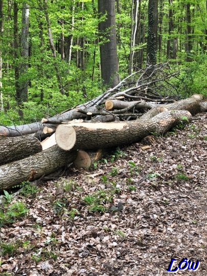 23.4.2026 - Schl&auml;gerungen auch hier